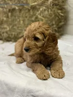 Toby, a male Miniature Goldendoodle for sale in Bolivar, OH – Photo 6 of 6