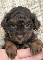 Hershey, a male Poodle - Miniature  for sale in Bolivar, OH – Photo 1 of 4