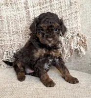 Hershey, a male Poodle - Miniature  for sale in Bolivar, OH – Photo 3 of 4