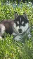 Ryu, a male Siberian Husky for sale in Oxford, WI – 6 of 8