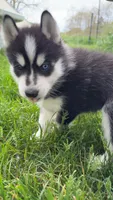 Arashi, a male Siberian Husky for sale in Oxford, WI – 4 of 5