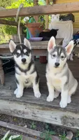 Ryu, a male Siberian Husky for sale in Oxford, WI – 9 of 10
