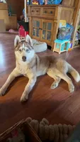 Dagda, a male Siberian Husky for sale in Oxford, WI – 2 of 3