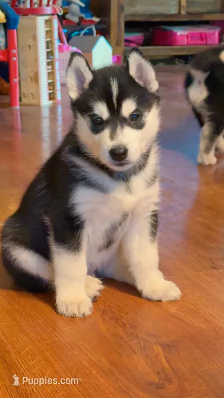 Ryu – Siberian Husky puppy for sale in Oxford, WI