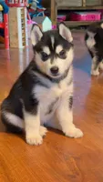 Ryu, a male Siberian Husky for sale in Oxford, WI – 1 of 8
