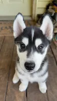 Ryu, a male Siberian Husky for sale in Oxford, WI – 8 of 10