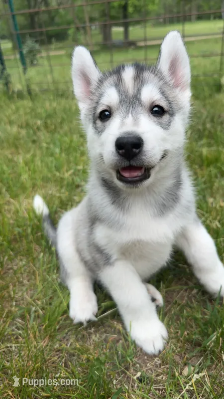 Kumori – Siberian Husky puppy on hold in Oxford, WI