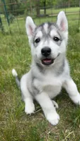 Kumori, a female Siberian Husky for sale in Oxford, WI – 1 of 5