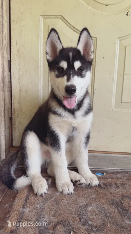 Ryu – Siberian Husky puppy for sale in Oxford, WI