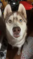 Dagda, a male Siberian Husky for sale in Oxford, WI – 3 of 3