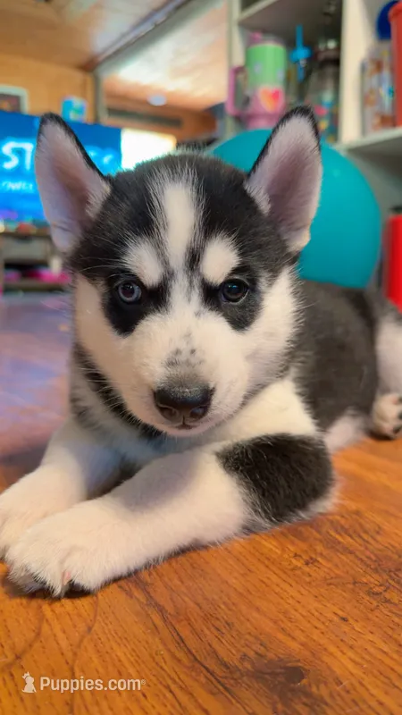 Tasumaki( Tatsu) – Siberian Husky puppy for sale in Oxford, WI