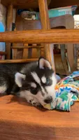 Arashi, a male Siberian Husky for sale in Oxford, WI – 2 of 5