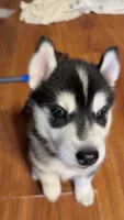 Ryu, a male Siberian Husky for sale in Oxford, WI – 3 of 8