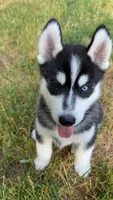 Arashi, a male Siberian Husky for sale in Oxford, WI – 9 of 9