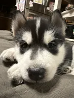Ryu, a male Siberian Husky for sale in Oxford, WI – 8 of 8