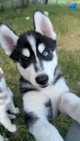 Arashi, a male Siberian Husky for sale in Oxford, WI – 3 of 9