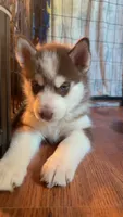 Haru, a male Siberian Husky for sale in Oxford, WI – 4 of 6