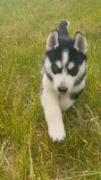 Tasumaki( Tatsu), a male Siberian Husky for sale in Oxford, WI – 2 of 8