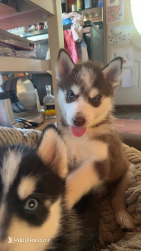 Haru – Siberian Husky puppy for sale in Oxford, WI