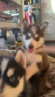 Haru, a male Siberian Husky for sale in Oxford, WI – 1 of 6