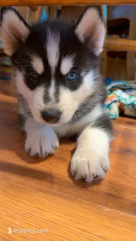 Arashi – Siberian Husky puppy for sale in Oxford, WI