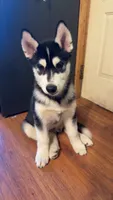 Ryu, a male Siberian Husky for sale in Oxford, WI – 2 of 10