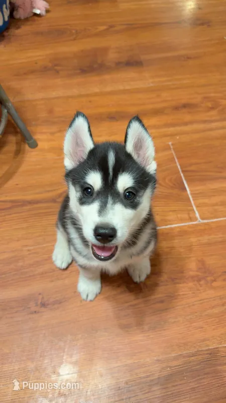 Ryu – Siberian Husky puppy for sale in Oxford, WI