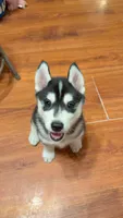 Ryu, a male Siberian Husky for sale in Oxford, WI – 3 of 10