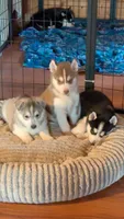 Kumori, a female Siberian Husky for sale in Oxford, WI – 5 of 5