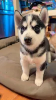Tasumaki( Tatsu), a male Siberian Husky for sale in Oxford, WI – 3 of 8