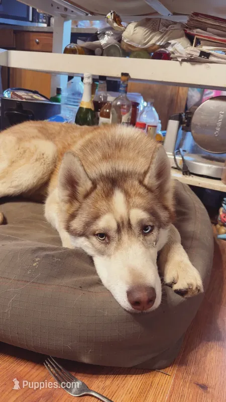 Dagda – Siberian Husky puppy for sale in Oxford, WI