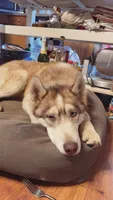 Dagda, a male Siberian Husky for sale in Oxford, WI – 1 of 3