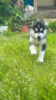 Ryu, a male Siberian Husky for sale in Oxford, WI – 7 of 8