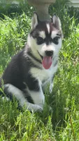 Ryu, a male Siberian Husky for sale in Oxford, WI – 4 of 8