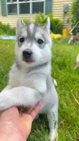 Kumori, a female Siberian Husky for sale in Oxford, WI – 3 of 5