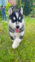 Arashi, a male Siberian Husky for sale in Oxford, WI – 3 of 5