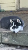 Arashi, a male Siberian Husky for sale in Oxford, WI – 5 of 5