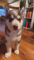 Haru, a male Siberian Husky for sale in Oxford, WI – 2 of 6