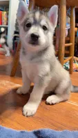 Kumori, a female Siberian Husky for sale in Oxford, WI – 4 of 5