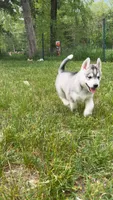 Kumori, a female Siberian Husky for sale in Oxford, WI – 2 of 5