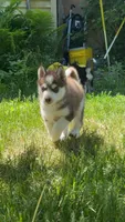 Haru, a male Siberian Husky for sale in Oxford, WI – 5 of 6