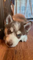 Haru, a male Siberian Husky for sale in Oxford, WI – 3 of 6
