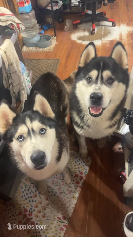 Morrigan  – Siberian Husky puppy for sale in Oxford, WI