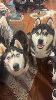Morrigan , a female Siberian Husky for sale in Oxford, WI – 1 of 1