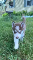 Haru, a male Siberian Husky for sale in Oxford, WI – 6 of 6