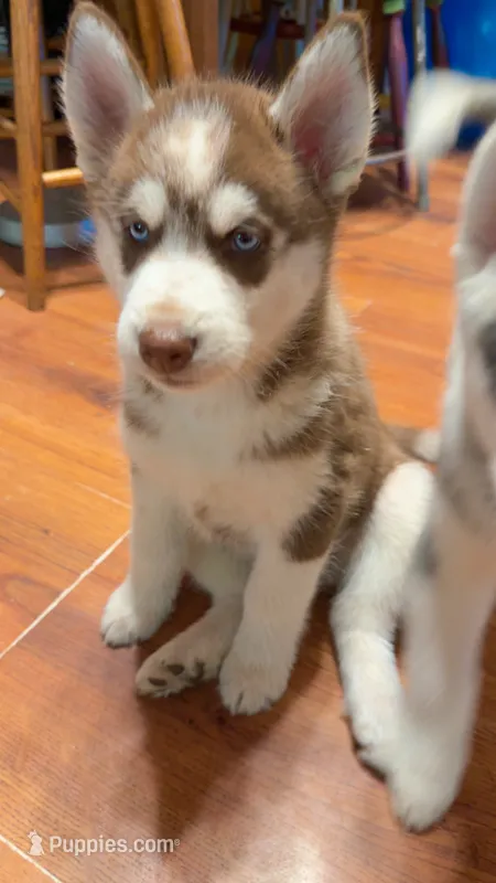 Haru – Siberian Husky puppy for sale in Oxford, WI
