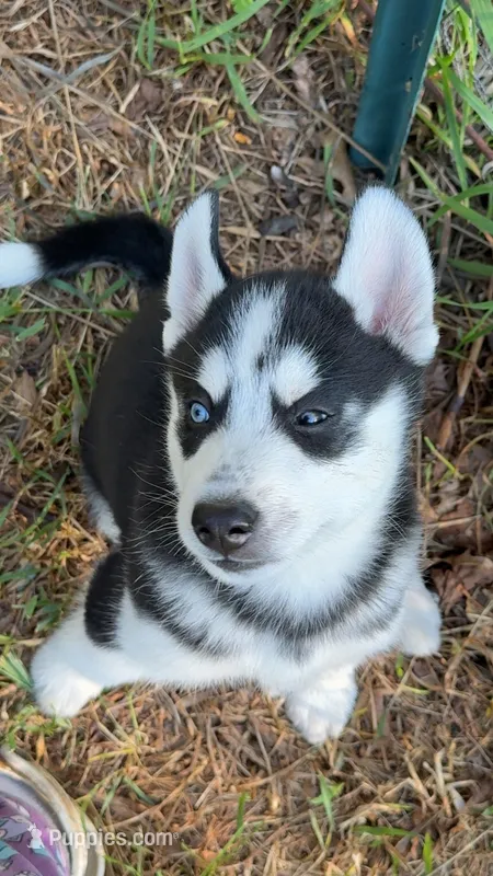 Tasumaki( Tatsu) – Siberian Husky puppy for sale in Oxford, WI