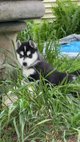 Ryu, a male Siberian Husky for sale in Oxford, WI – 2 of 8