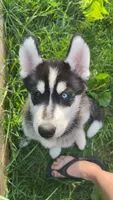 Arashi, a male Siberian Husky for sale in Oxford, WI – 2 of 9