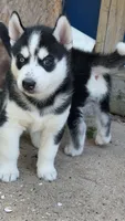 Tasumaki( Tatsu), a male Siberian Husky for sale in Oxford, WI – 4 of 8